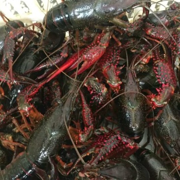 克氏原螯虾食用6~8钱活虾小龙虾主养