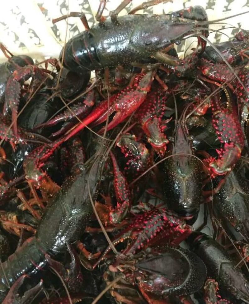 克氏原螯虾食用6~8钱活虾小龙虾主养