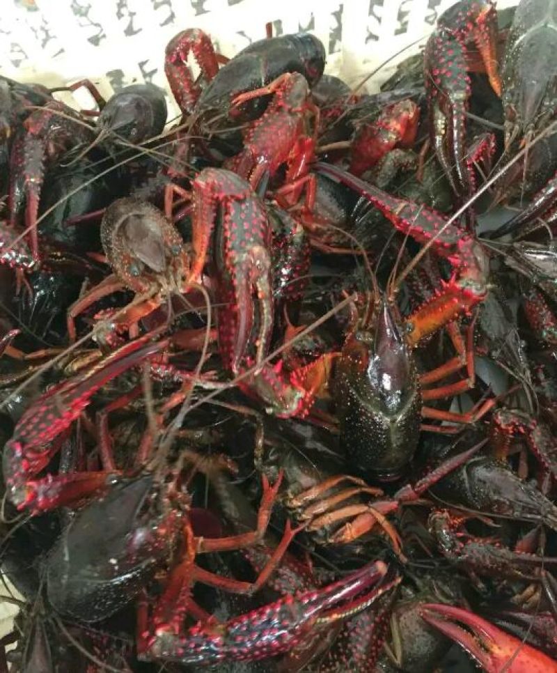 克氏原螯虾食用6~8钱活虾小龙虾主养