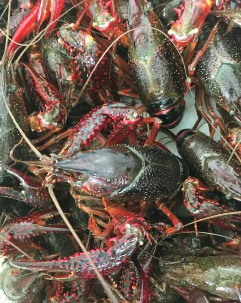 克氏原螯虾食用6~8钱活虾小龙虾主养