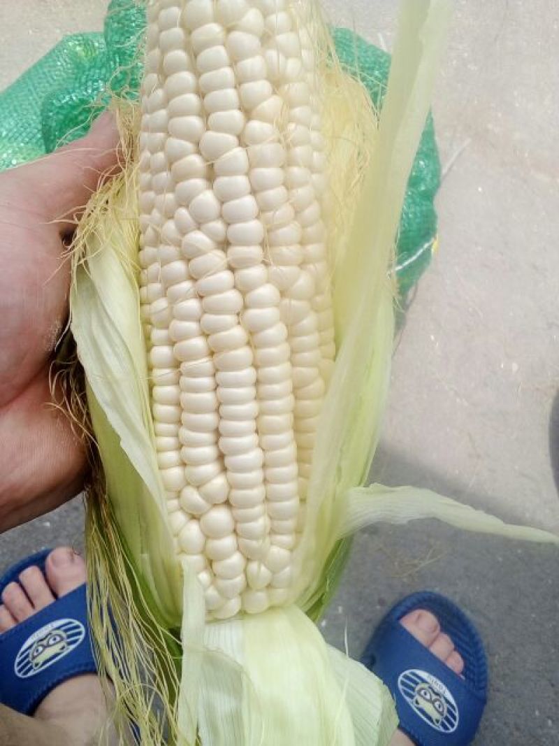 鲜玉米