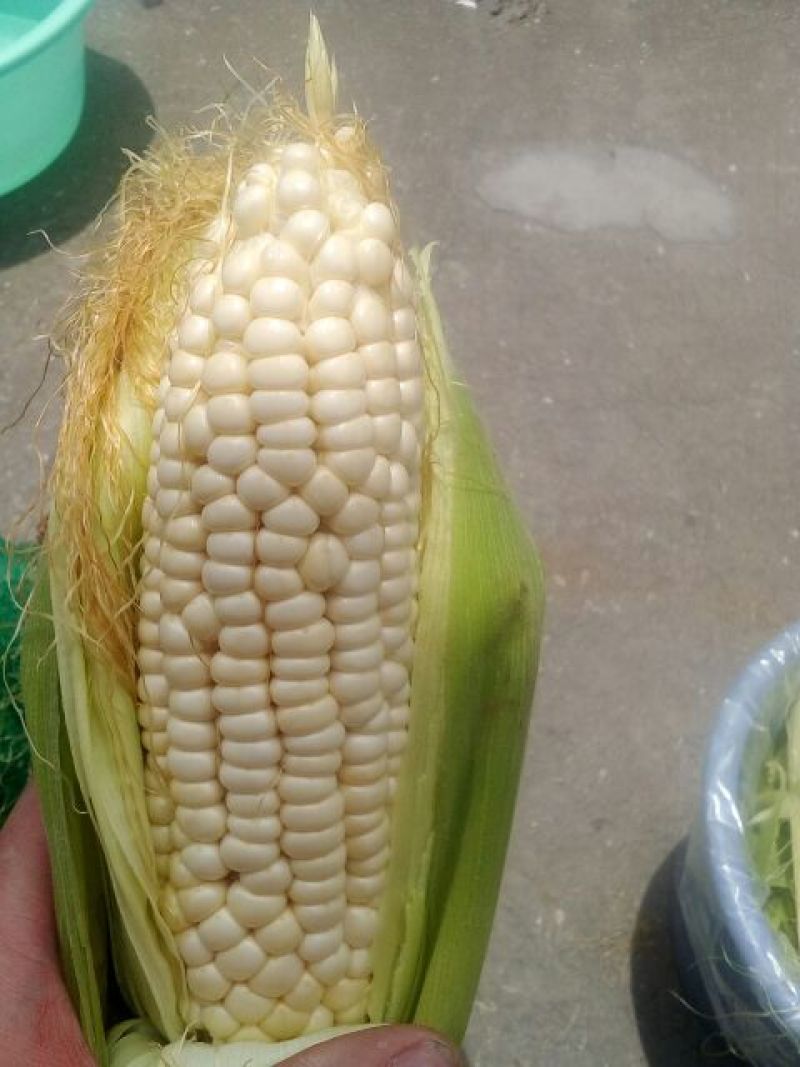 鲜玉米