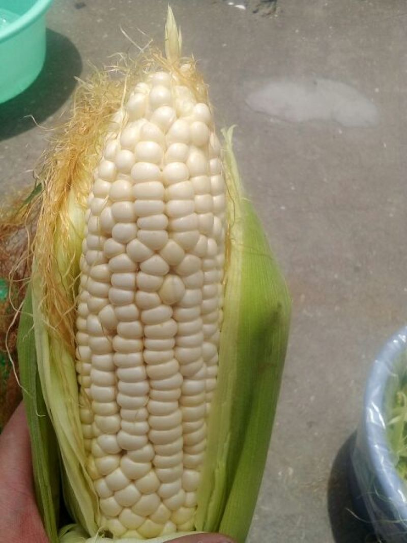 鲜玉米