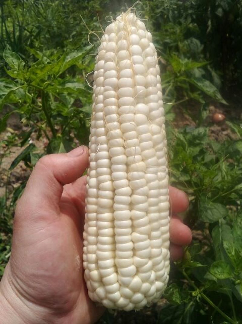 鲜玉米