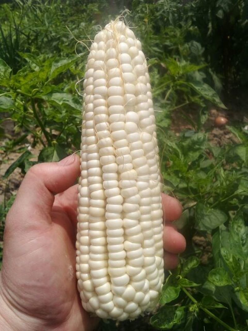 鲜玉米