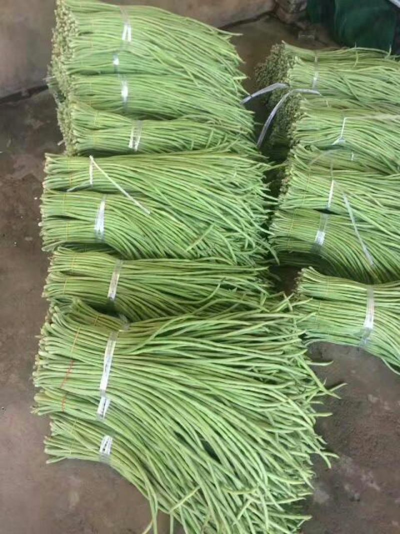 优质长豆角60厘米以上，产地直销，合作共赢！
