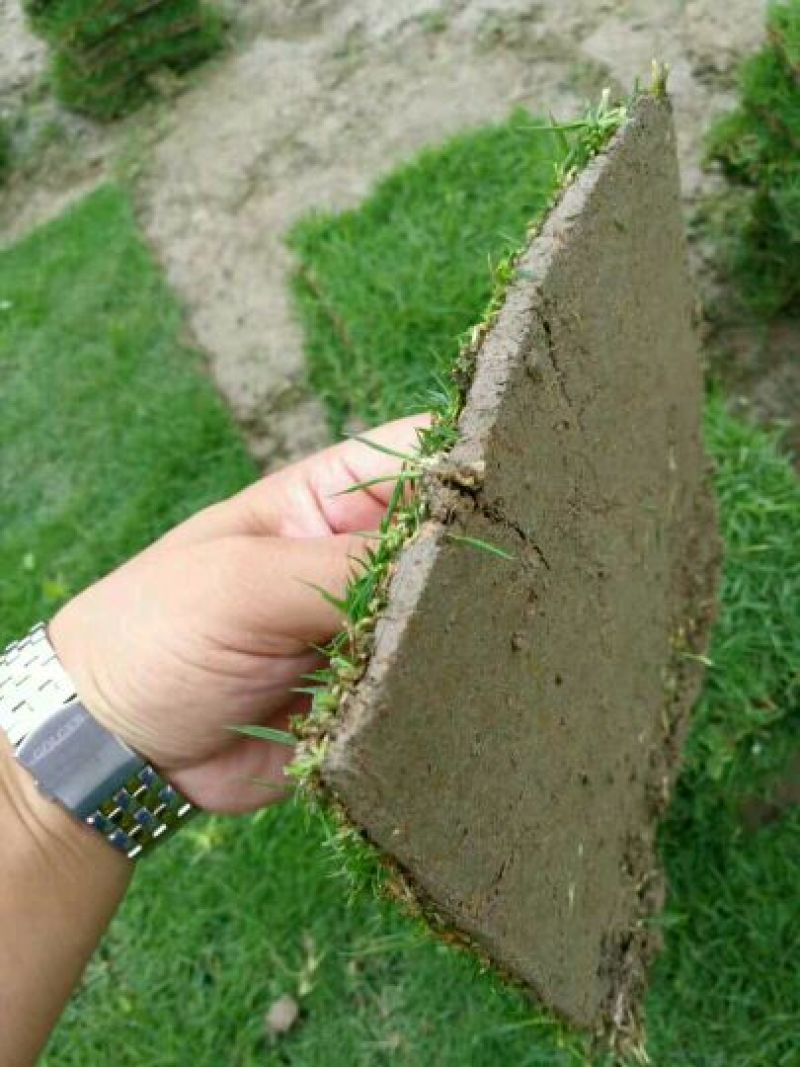 草皮草块马尼拉草皮草卷