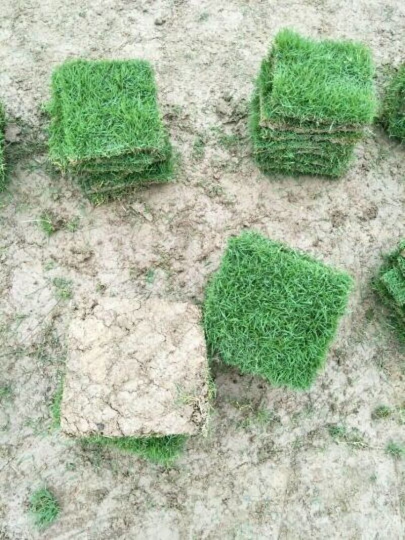 草皮草块马尼拉草皮草卷