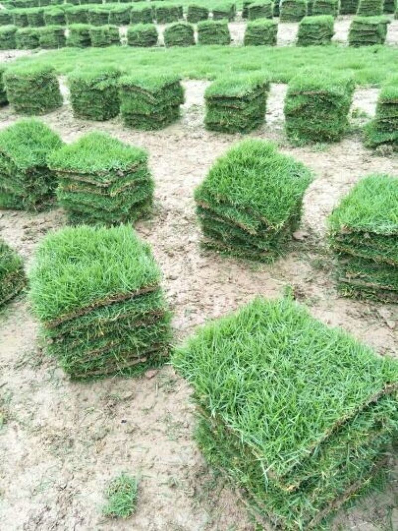 草皮草块马尼拉草皮草卷