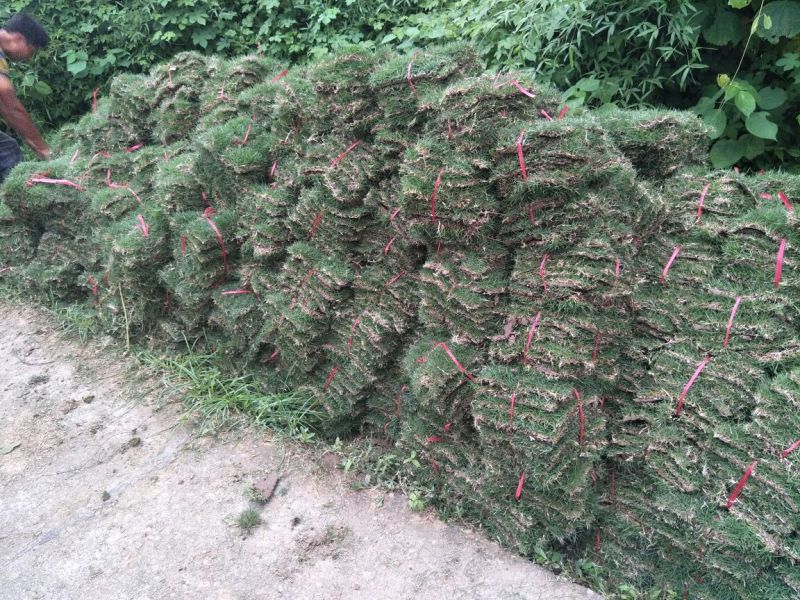 草皮草块马尼拉草皮草卷