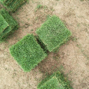 草皮草块马尼拉草皮草卷