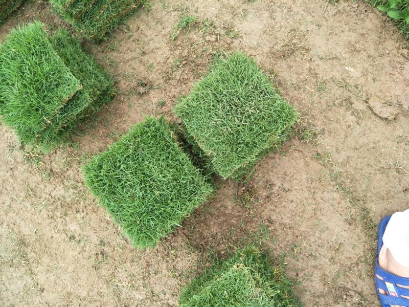 草皮草块马尼拉草皮草卷