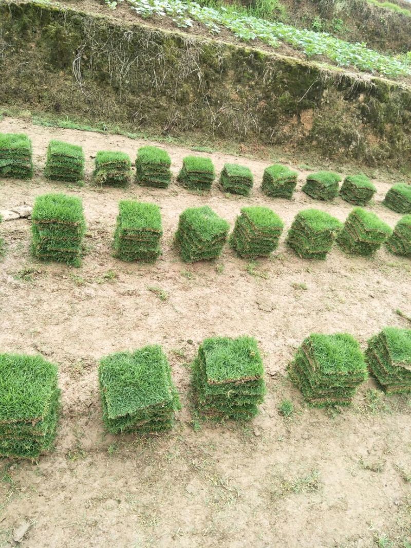 草皮草块马尼拉草皮草卷