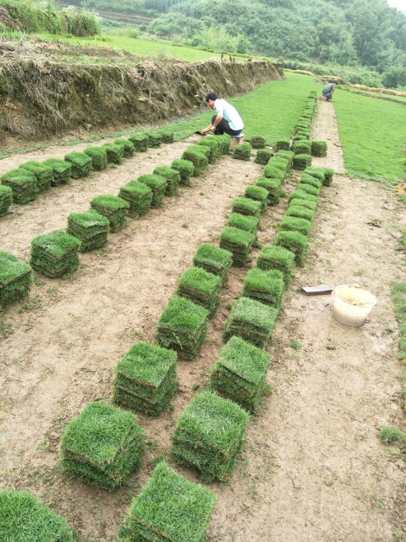 草皮草块马尼拉草皮草卷