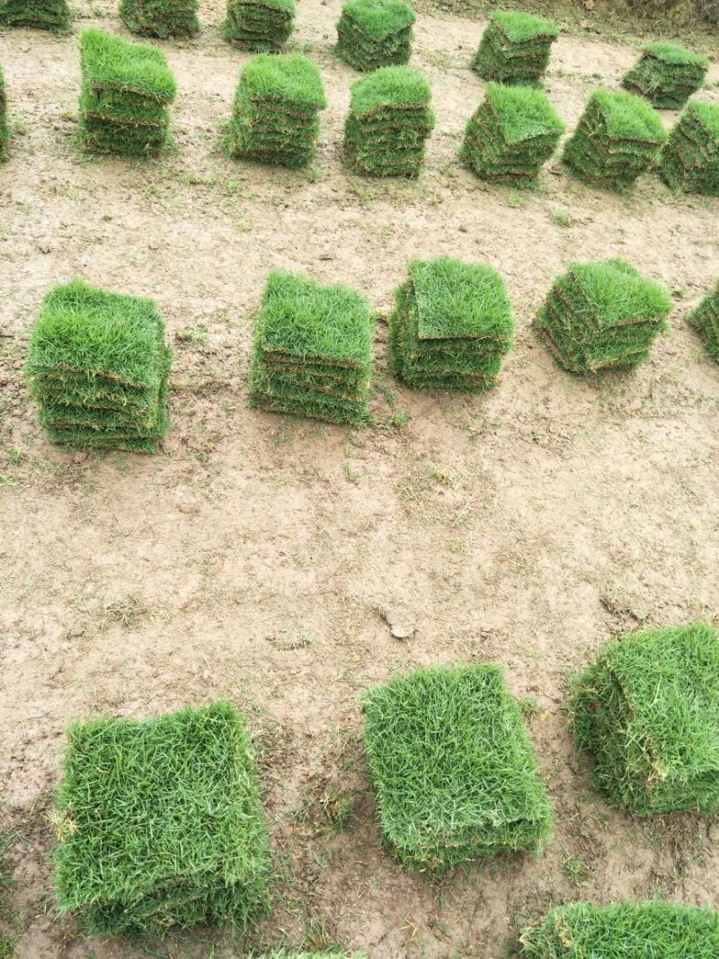 草皮草块马尼拉草皮草卷