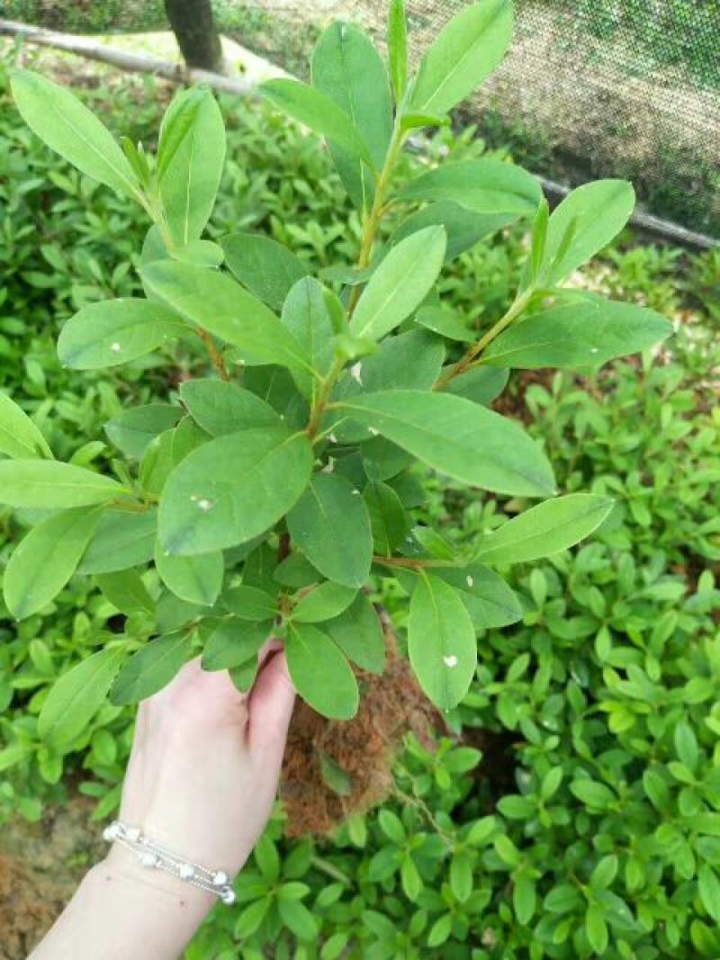 春鹃苗30~40cm，湖南杜鹃，湖北杜鹃