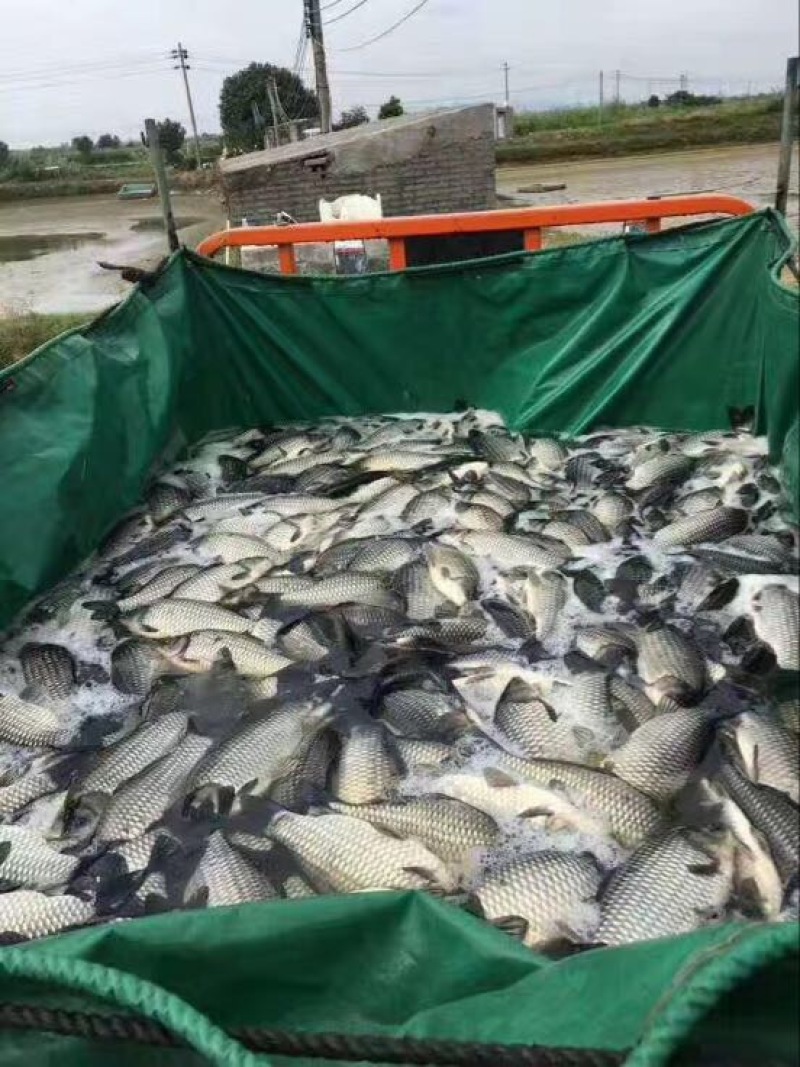 鲫鱼