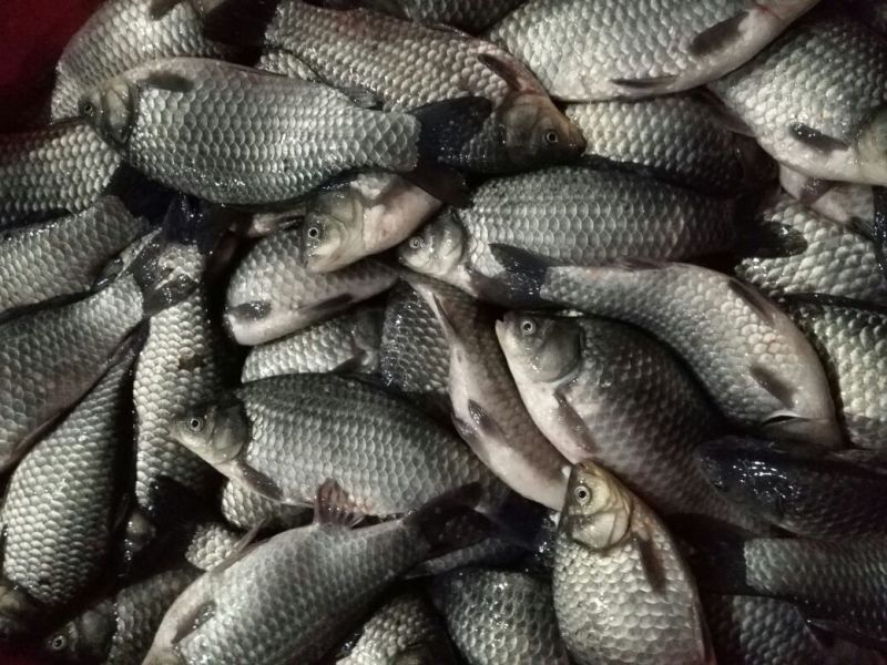 方正银鲫垂钓