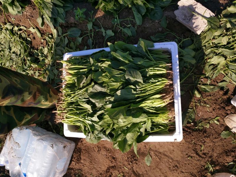 大叶菠菜25~30厘米