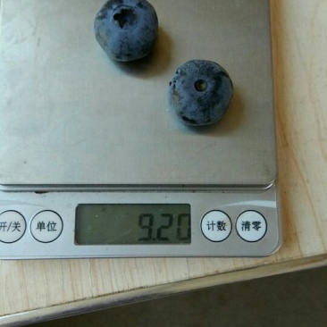 蓝丰蓝莓鲜果6~8mm以上
