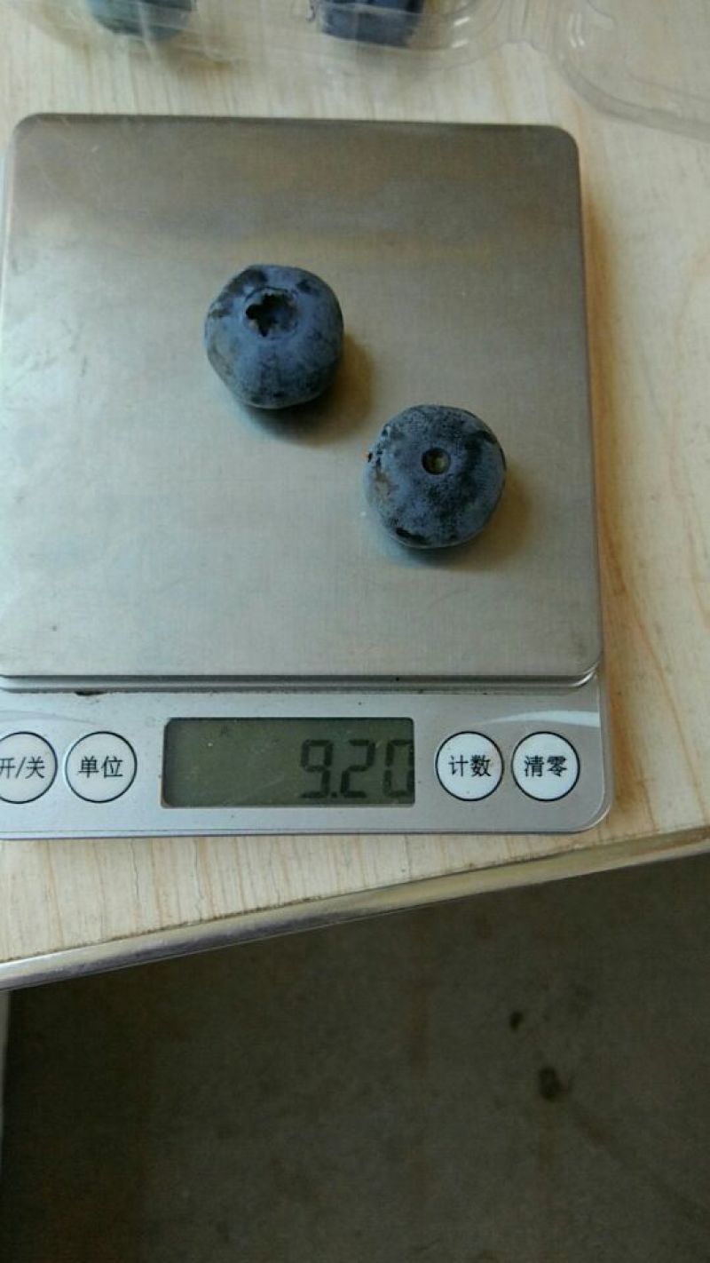 蓝丰蓝莓鲜果6~8mm以上