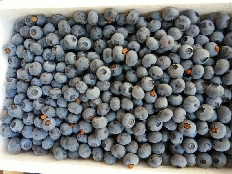 蓝丰蓝莓鲜果6~8mm以上