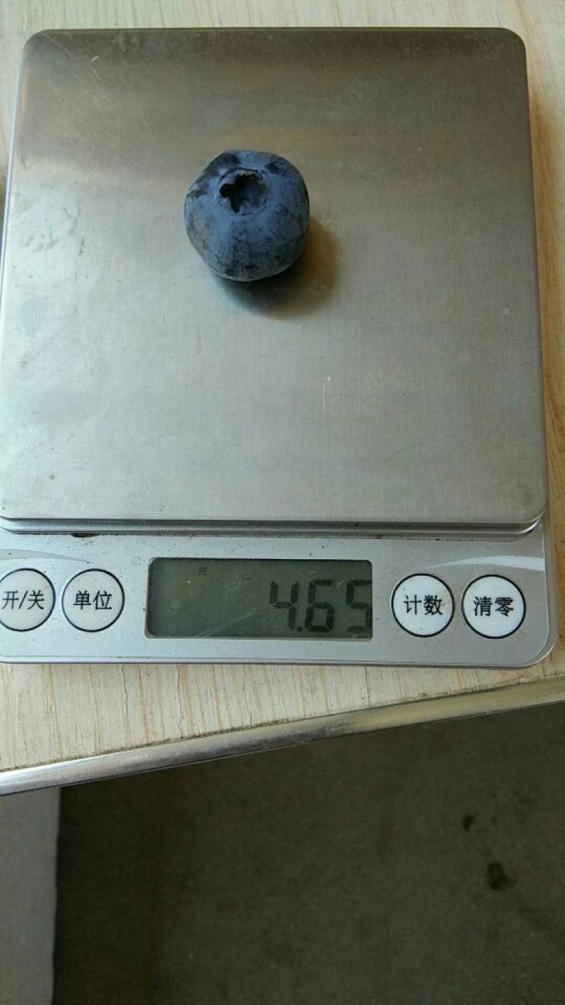 蓝丰蓝莓鲜果6~8mm以上