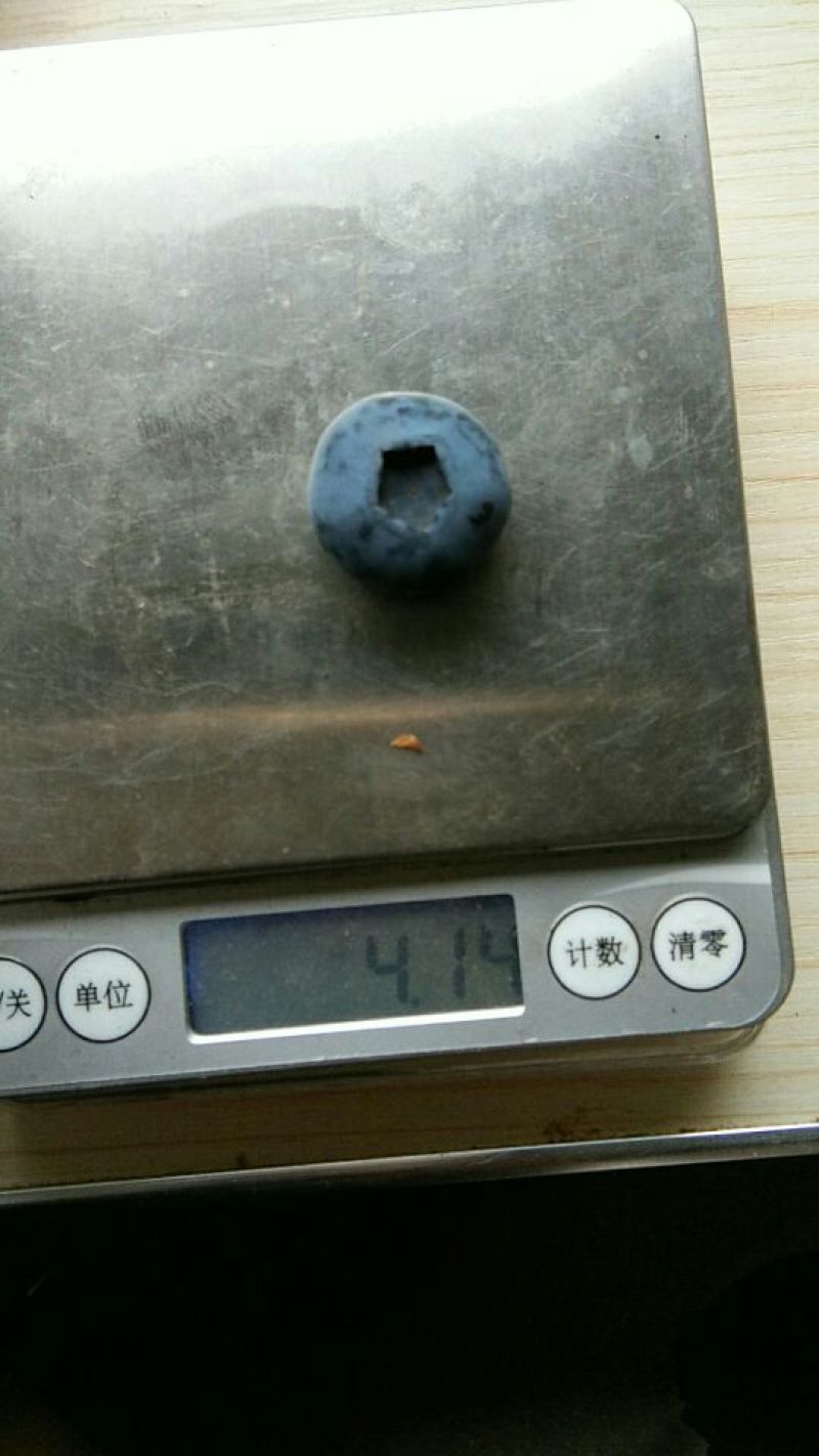 蓝丰蓝莓鲜果6~8mm以上