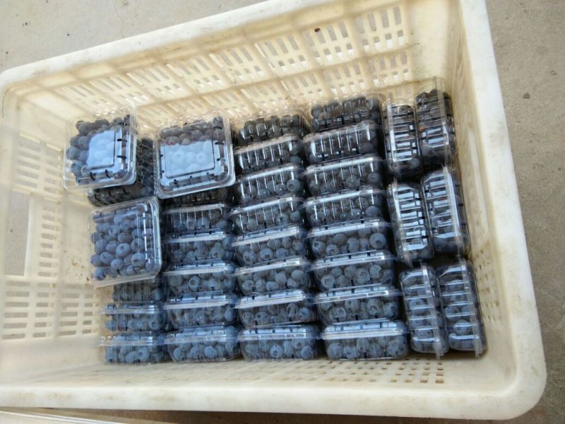 蓝丰蓝莓鲜果6~8mm以上