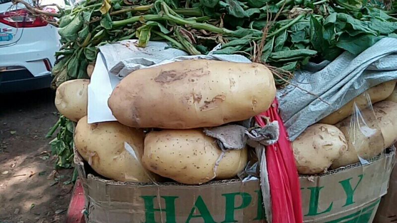 荷兰十五土豆通货2两以上