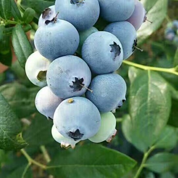 北陆蓝莓鲜果10~12mm以上