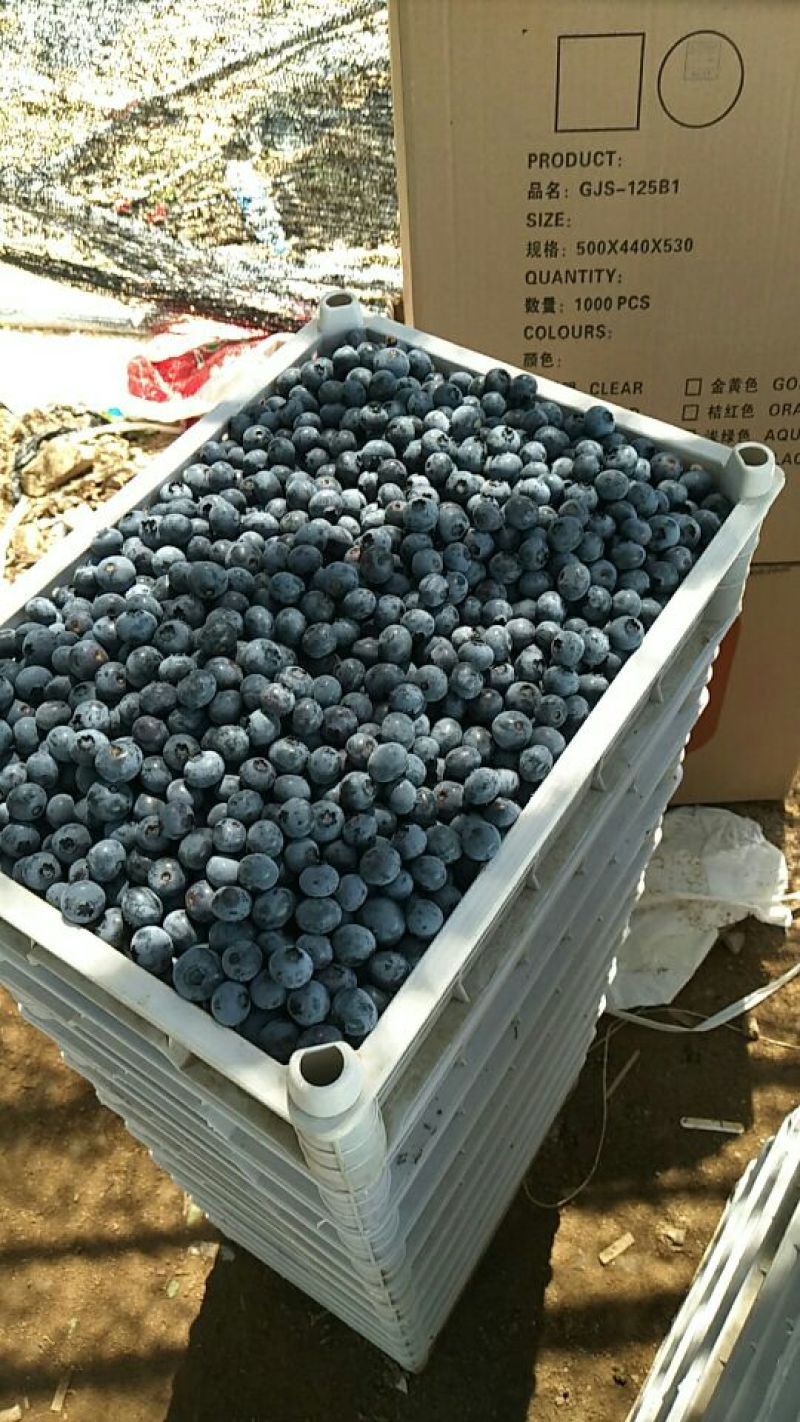 北陆蓝莓鲜果10~12mm以上
