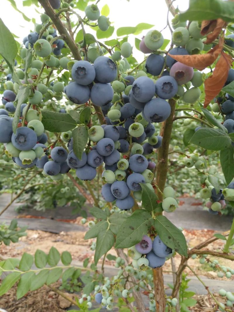 北陆蓝莓鲜果10~12mm以上