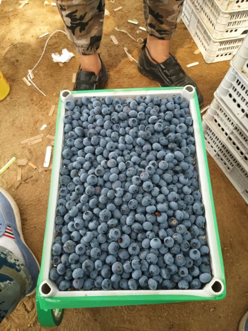 北陆蓝莓鲜果10~12mm以上