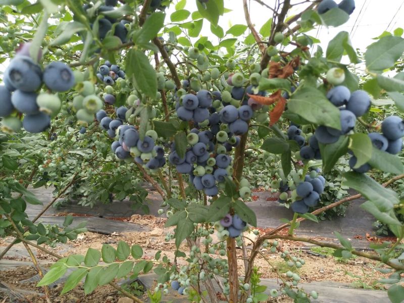 北陆蓝莓鲜果10~12mm以上