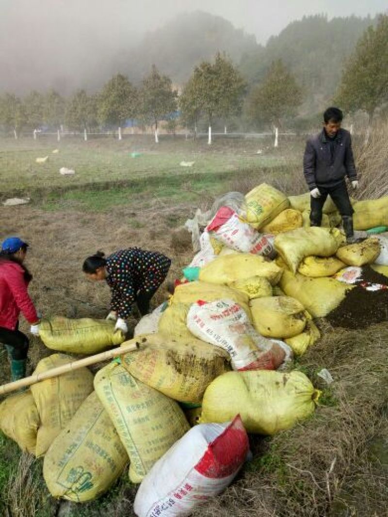 绿茄霸茄子5两以上