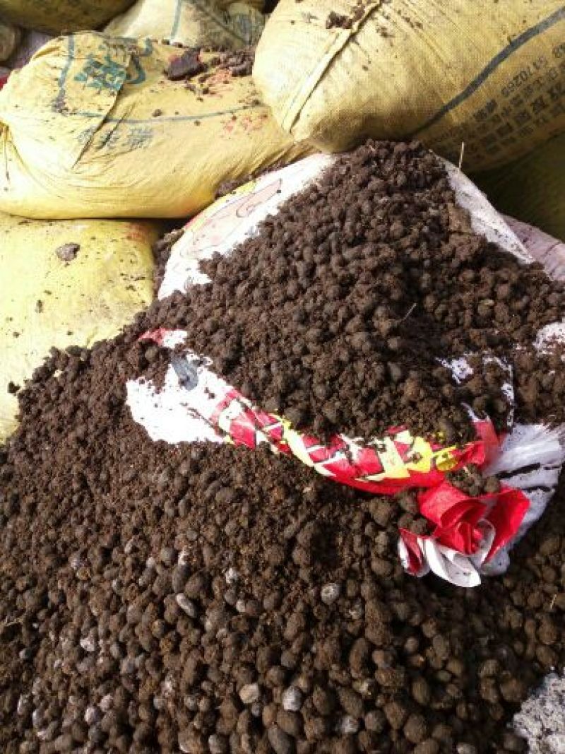 绿茄霸茄子5两以上