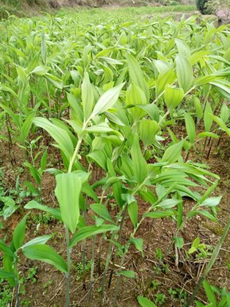 绿茄霸茄子5两以上