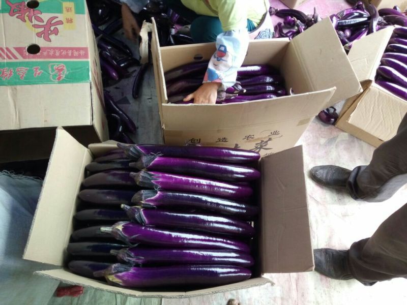 绿茄霸茄子5两以上