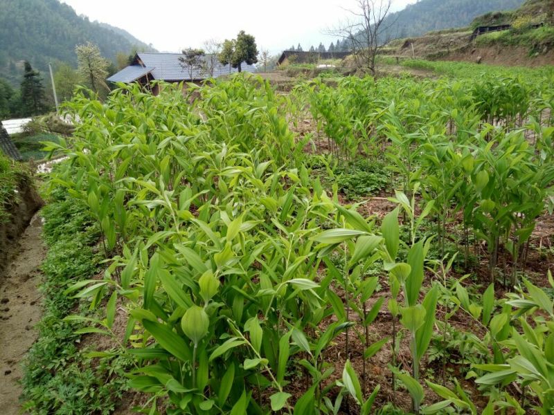 绿茄霸茄子5两以上