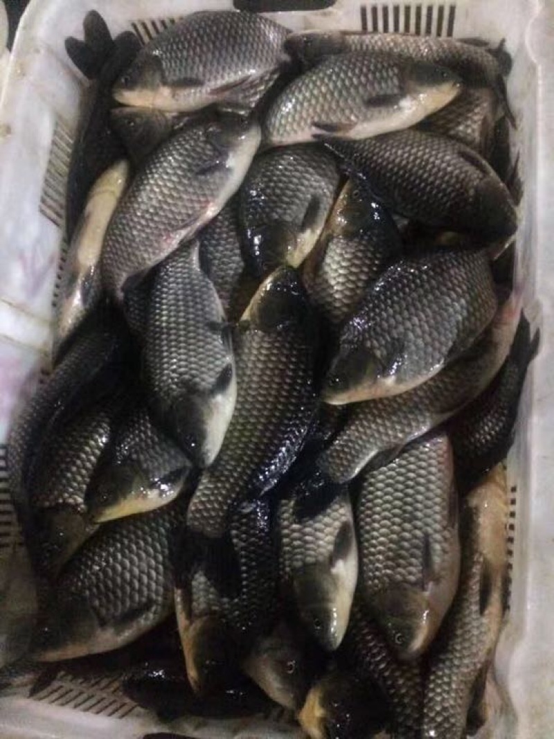 鲫鱼