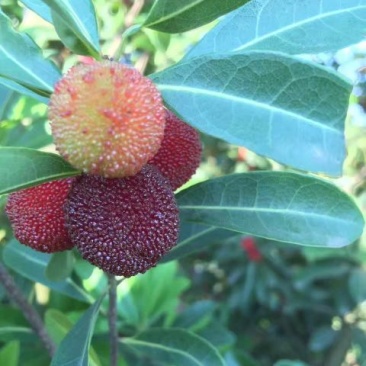 火炭杨梅2.5~3cm