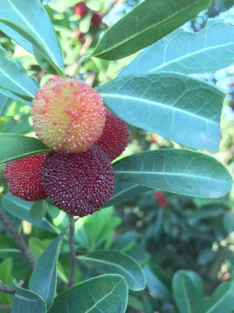 火炭杨梅2.5~3cm