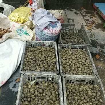 田螺食用鲜活