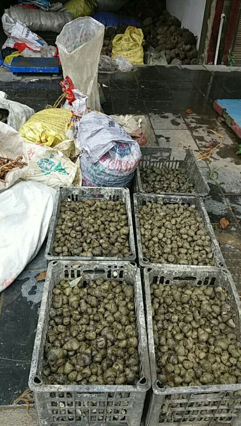 田螺食用鲜活