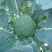炎秀西兰花0.8~1.2斤