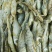 鱼干烤鱼干