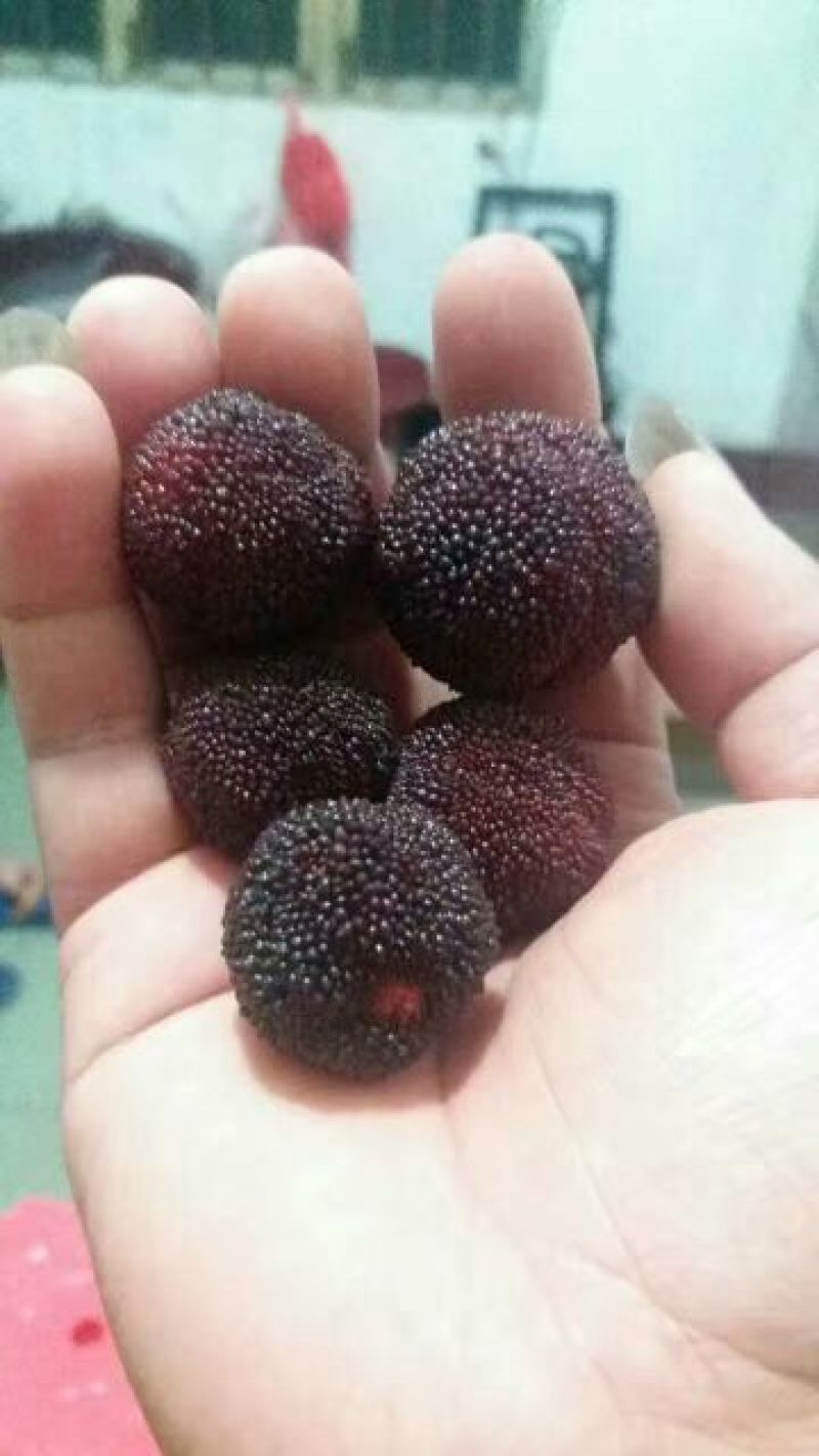 乌酥核杨梅3~4cm