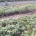 芒果苗1m以下四季芒金煌芒贵妃芒一手货源基地直发欢迎来电