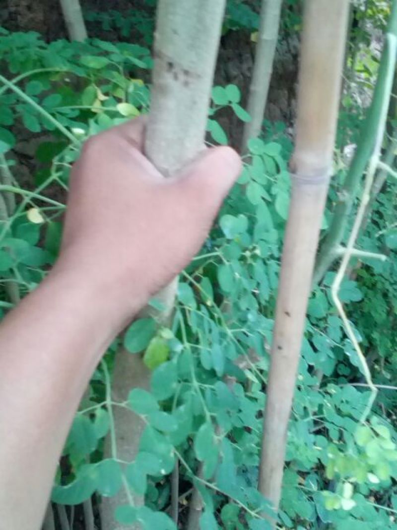 辣木树高度达到4米，养生植物可分解人体五脏六府内的高脂肪
